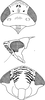 Head: !! display not done !! on Bonaspeia straminea Linnavuori, 1961: Head, pro-, and mesothorax. (Observation).