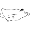 Pygofer, lateral view on Bonaspeia cristata Linnavuori, 1961: Pygofer, lateral view. (Observation).