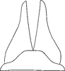 Subgenital plate, ventral view on Neoaliturus pulcher (Haupt, 1927): Subgenital plate. (Observation).