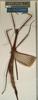 CollectionObject 1558390; NMW 928, 2d06a803-b08f-4eab-b618-21f67f6e9e88: copyright NMW, Vienna. female of Diardia palliata (holotype). (CollectionObject).