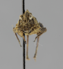CollectionObject 1523138; 471aed23-cf9a-4731-9ad2-a37c84e79e74: female, frontal view (holotype). (CollectionObject).