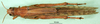 CollectionObject 1501963; 2f79966d-1287-4851-9e61-b0e5265adcbb, DORSA BA000123S01: female, dorsal view (holotype of Acridium paranense). (CollectionObject).