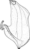 Aedeagus, lateral view on Paramesus obtusifrons (Stål, 1853): Aedeagus, lateral view. (Observation).