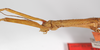 CollectionObject 1562383; bb24c673-e74e-40ee-93c7-fcfeacd4cacc: copyright ZMB, Berlin. female: head and thorax, lateral view (syntype). (CollectionObject).;CollectionObject 1562384; d3ae3f62-92cf-49f3-89af-34838899ffec: copyright ZMB, Berlin. female: head and thorax, lateral view (syntype). (CollectionObject).