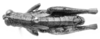 CollectionObject 1524810; d1925f93-6c9d-45a7-8acc-dfe1300529c4: male, dorsal view (holotype). (CollectionObject).