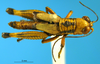 CollectionObject 1505379; 2b7a71fc-f8e4-491b-9da0-88cc411db8fc: male, dorsal view (syntype). (CollectionObject).