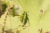 FieldOccurrence 3649; 6be483e3-8734-495e-8e8c-ba238f9b03e3; Buenos Aires
Arroyo El Pescado, 2024/03/23: male (March 2024). (FieldOccurrence).