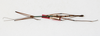 CollectionObject 1558820; ba524a32-7d70-4ae0-b212-f54c1dea57c8: copyright NMW, Vienna. male, dorsal view (paralectotype). (CollectionObject).;CollectionObject 1558821; f1f8a63a-23b8-4de7-9d52-9662ab0e6060: copyright NMW, Vienna. male, dorsal view (paralectotype). (CollectionObject).