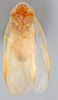CollectionObject 1567092; 16b70a45-1420-44dd-bac0-aacb61b37297: Photo by Heidi Hopkins. Holotype, adult male, dorsal habitus. (CollectionObject).