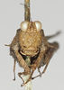 CollectionObject 1580735; cc2a2801-60da-4cb1-b746-7e5558c29b4c: male, frontal view (syntype). (CollectionObject).