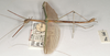 CollectionObject 1559679; 03404040-4875-4a90-9049-33fc2e48c2d8: copyright OUMNH. male, lateral view (holotype). (CollectionObject).