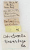 CollectionObject 1532998; NMW 12.017', 9b12bd35-ad9e-49b3-856b-8ba0820f899f: labels (syntype?). (CollectionObject).