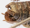 CollectionObject 1541627; 81cf80dd-0d24-48d7-8b85-941afccb8a0e: male cerci (paratype of Deracanthina mistshenkoi). (CollectionObject).