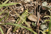 FieldOccurrence 2994; 5a8619c8-7514-4778-a228-f473826a7569; Argentina: San Luis: Chacabuco
S of Villa del Carmen, 2026/03/03: (FieldOccurrence).