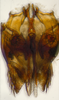Subgenital plate, ventral view on Bhatia Distant, 1908 nsp 841688: (Observation).