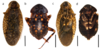 Buboblatta vlasaki Evangelista, Varadínová & Juna, 2019: Buboblatta vlasaki sp. nov. a, b Dorsal habitus. c, d Ventral, whole body. a, c Adult male. c, d Adult Female. All scale bars 3mm. (Otu).