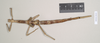 CollectionObject 1558917; 9c710c20-6f8d-45f0-a2c6-e103d0ce7dd5: copyright Natural History Museum, London. female, dorsal view of synonym Haplopus ligia (paralectotype). (CollectionObject).;CollectionObject 1558918; 91108cc7-f465-4d69-b42c-18b503e87bf5: copyright Natural History Museum, London. female, dorsal view of synonym Haplopus ligia (paralectotype). (CollectionObject).