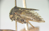 Butragulus Anufriev & Emeljanov, 1988: _Butragulus flavipes_. (Otu).