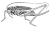 Metrioptera brachyptera (Linnaeus, 1761): Fig. 206 (reproduced with permission). female, lateral view (body length 14.5 -17.6 mm). (Otu).
