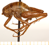 CollectionObject 1499225; 19c90bf6-326e-4181-803f-2140772df963: male, lateral view (holotype). (CollectionObject).