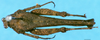 CollectionObject 1505106; 905d5fad-fd6c-4b73-b9f8-baa3bcd63a7b: female, lateral view (lectotype). (CollectionObject).