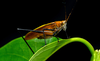 CollectionObject 1593124; 22755969-cfef-4a9f-814a-69618a9d7863: male on tree leaves. (CollectionObject).