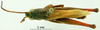 CollectionObject 1530671; 3915f7bc-331c-40ae-8fa4-204f4a894844: male, dorsal view (holotype or syntype). (CollectionObject).