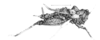 Ocytettix latihumerus Hancock, 1907: Pl. 21 Fig.4. female, body length 12.5, pronotum 10 hind femur 7 mm. (Otu).