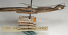 CollectionObject 1562046; NMW 1068, 1d784ef5-bf32-4083-b2e0-c90648a61225: copyright NMW, Vienna. male: head and thorax, lateral view of synonym Sosibia dubia (lectotype). (CollectionObject).
