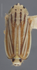 Habitus, dorsal view on Commellus comma (Van Duzee, 1892): Dorsal Male. (Observation).