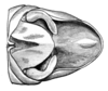 Dichroplus vittatus Bruner, 1900: Fig. 7. male abdomen tip, dorsal view. (Otu).