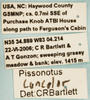 Other: !! display not done !! on Pissonotus concolor Bartlett, 2000: (Observation).