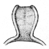 Euomopalon superbum Sjöstedt, 1920: Pl. 2, Fig. 1a. prosternal process, anterior view (female). (Otu).