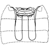 Abdomen, sternal apodemes, ventral view: Abdomen, sternal apodemes, ventral view. (Observation).