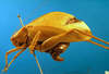 CollectionObject 1500520; f6e727fb-935c-4f6e-b0c7-8b694f6d1089: female, lateral view (holotype). (CollectionObject).