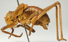 CollectionObject 1516789; 593d6b97-417c-414f-831d-0f27aa4a3604: male habitus, lateral view (syntype of Ephippiger seoanei). (CollectionObject).
