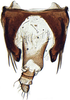 Pygofer, dorsal view: !! display not done !! on Limotettix Sahlberg, 1871: Limotettix striolus, pygofer, dorsally (INHS). (Observation).
