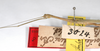 CollectionObject 1561950; af5d8bd6-c94c-4705-90c0-ed64c5e5a469: copyright ZMHB, Berlin. male: head & thorax, lateral view of synonym Sipyloidea felderi (lectotype). (CollectionObject).