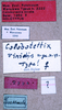 CollectionObject 1534552; ab409a91-6a6e-4d06-bb61-772477dd6f7f: labels (holotype). (CollectionObject).