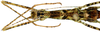 CollectionObject 1578596; RBINS IG: 32700'''', 98635096-b65c-4571-8d64-116af0755133: copyright ISNB, Brussels. (CollectionObject).