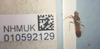 Prosomoeus brunneus Scott, 1874: Prosomoeus brunneus. Holotype- dorsal habitus. (BMNH) - (CC BY-NC 4.0) Photo by Stuart Cole, reproduced with permission from the Natural History Museum, London, UK. (Otu).