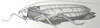 Pseudophyllus neriifolius (Lichtenstein, 1796): Pl. 1, Fig. 7 a. male habitus. (Otu).