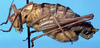 CollectionObject 1499637; beadbcd5-50bc-41d2-ae1d-c28d5f79e8c4: male, lateral view (holotype?). (CollectionObject).