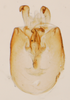 Pygofer, ventral view: !! display not done !! on Pissonotus lactofascius Morgan & Beamer, 1949: (Observation).