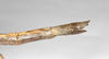CollectionObject 1562522; acf2b434-b3cf-44a1-a17f-7a1a2b80d099: copyright ZMB, Berlin. female: end of abdomen, lateral view (syntype). (CollectionObject).
