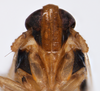 Head on Delphacodes shermani (Metcalf, 1923): (Observation).