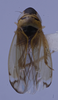 Habitus, dorsal view: (Observation).