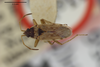 CollectionObject 1596168; be069a98-44eb-4c70-a40f-b485b9c382bf: Elasmolomus capensis. Holotype-dorsal habitus. (BMNH) - (CC BY-NC 4.0) Photo by Stuart Cole, reproduced with permission from the Natural History Museum, London, UK. (CollectionObject).