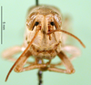CollectionObject 1501946; eb4d9a75-373d-48ce-9da8-20007c7ada09: female, frontal view (syntype). (CollectionObject).
