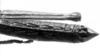 CollectionObject 1540562; 7596415d-d2f8-42b9-a939-494782c41d66: Image Carbonell, C.S. male, abdomen end, dorsal view (lectotype). (CollectionObject).